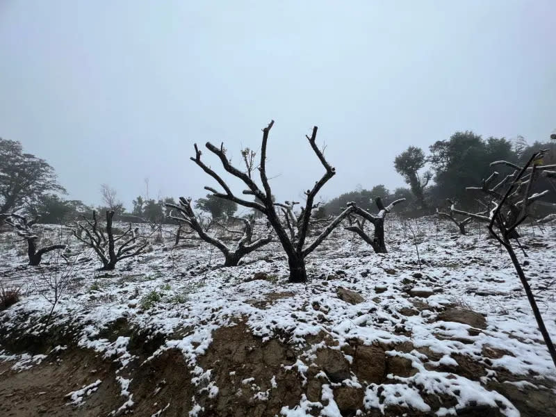 ▲新北市三峽熊空山區下起白雪，三峽警分局預先規劃相關交管措施。（圖 ／新北市警察局三峽分局提供）