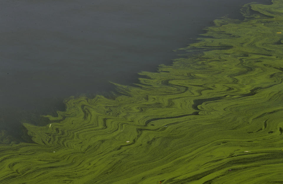 FILE - Algae floats on the surface of Lake Erie's Maumee Bay in Oregon, Ohio on Sept. 15, 2017. Toxic algae blooms appear on Lake Erie, the river mouth of the Cuyahoga, in summer, caused primarily by farm fertilizer and manure. (AP Photo/Paul Sancya, File)
