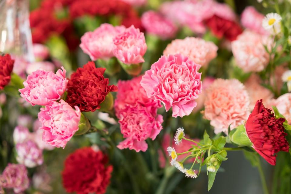 summer flowers, close up of pink and red carnations outside