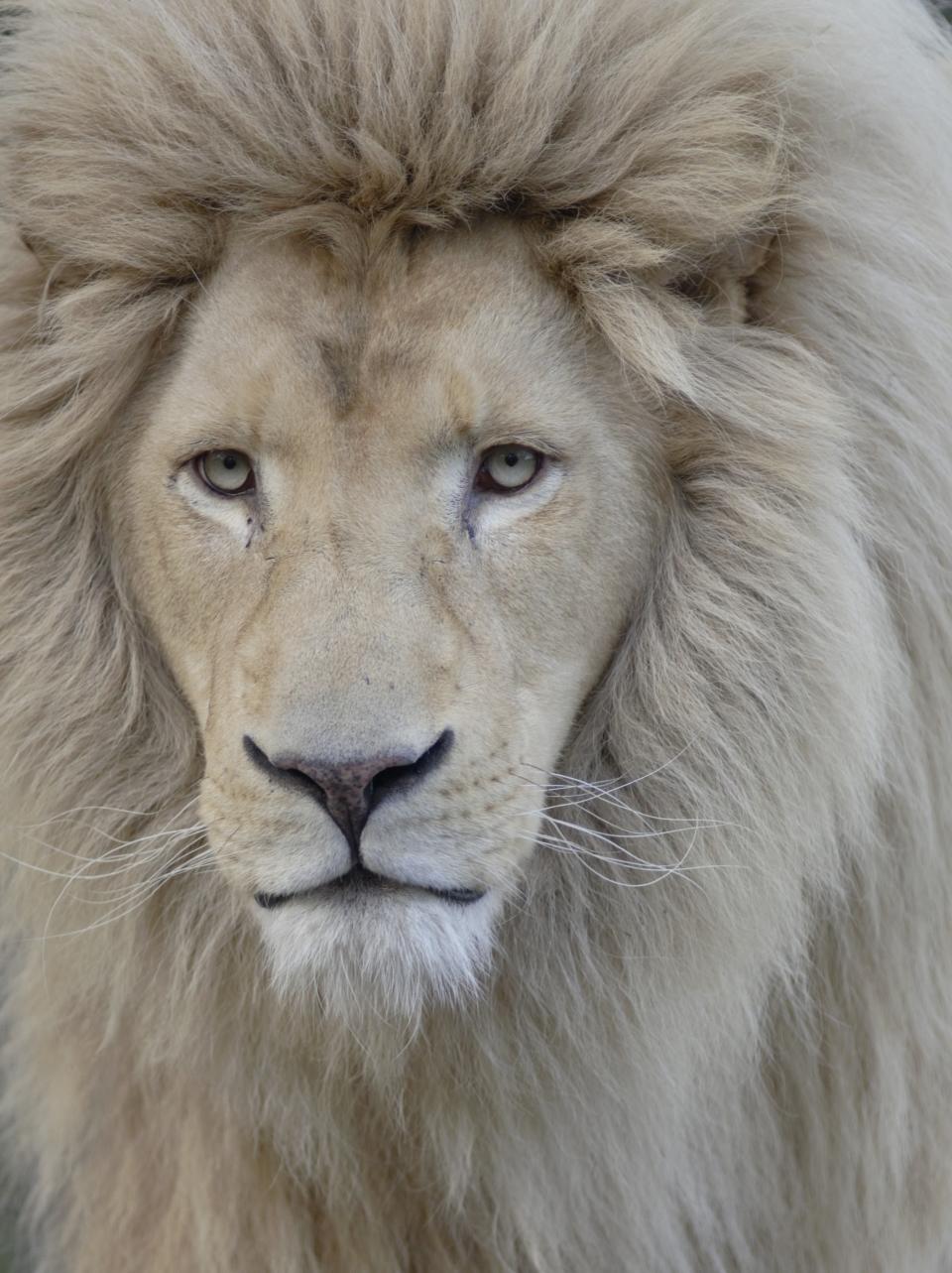 Löwenmännchen in frontaler Ansicht (Bild: Getty Images).