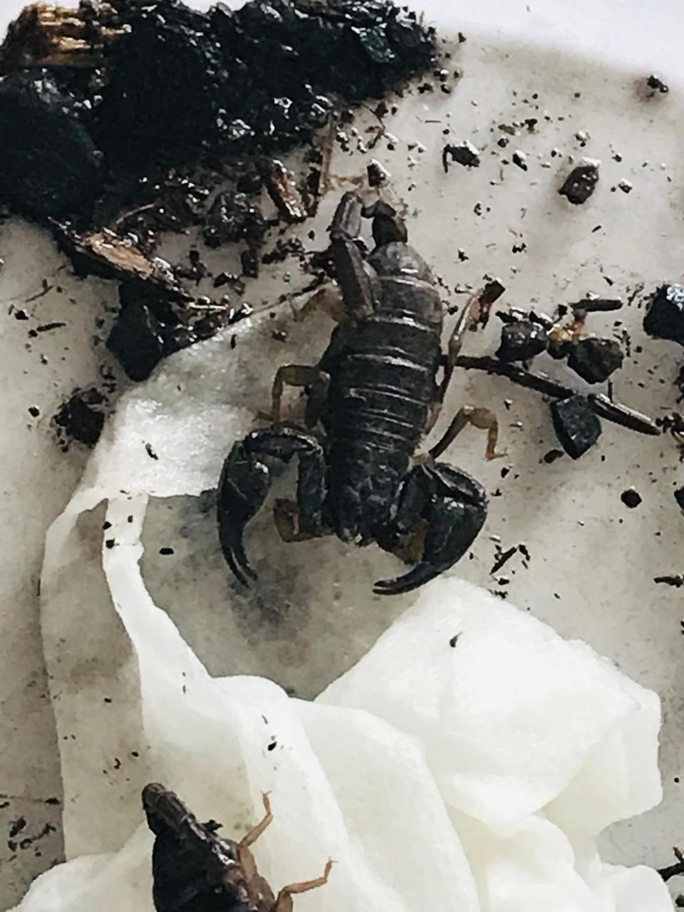 These scorpions were found in a Red Vines container at a park in Keizer, Ore.