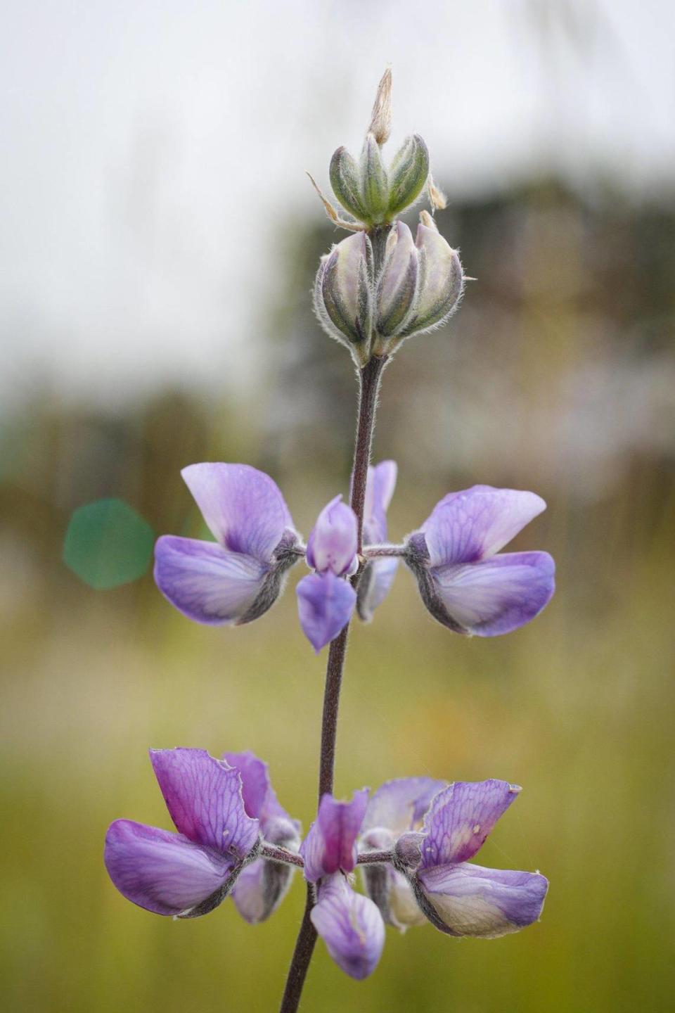 Lupine in Los Osos, April 10, 2023.