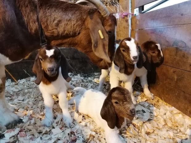 cute baby boer goats