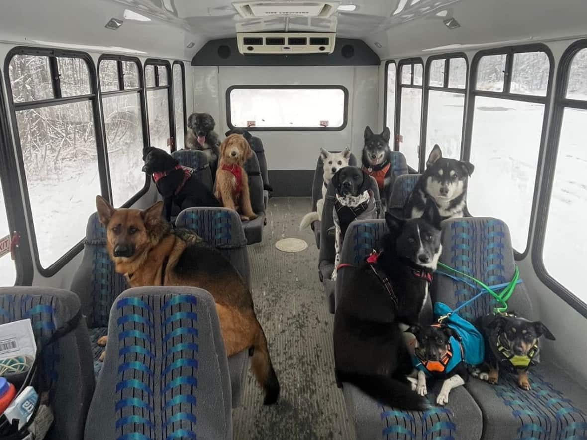 The gang all ready to roll. Mo and Lee Thompson typically walk about 20 to 40 dogs each weekday in Skagway, Alaska, and use a bus to collect them up and go somewhere for a hike. (Mo Mountain Mutts - image credit)