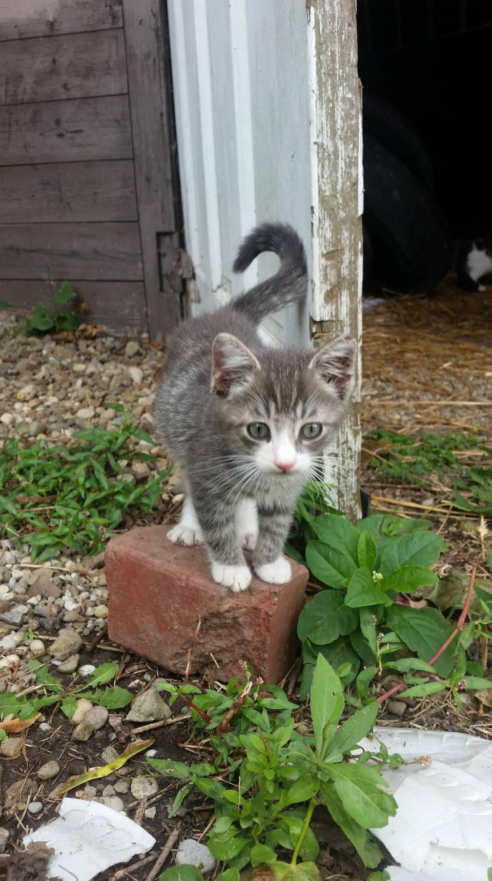 Cripple Creek Ferals and Friends will hold its annual Stray Cat Strut fundraising event at 6:30 p.m. Friday at Uniontown Community Park, 3696 Apollo St. NW.