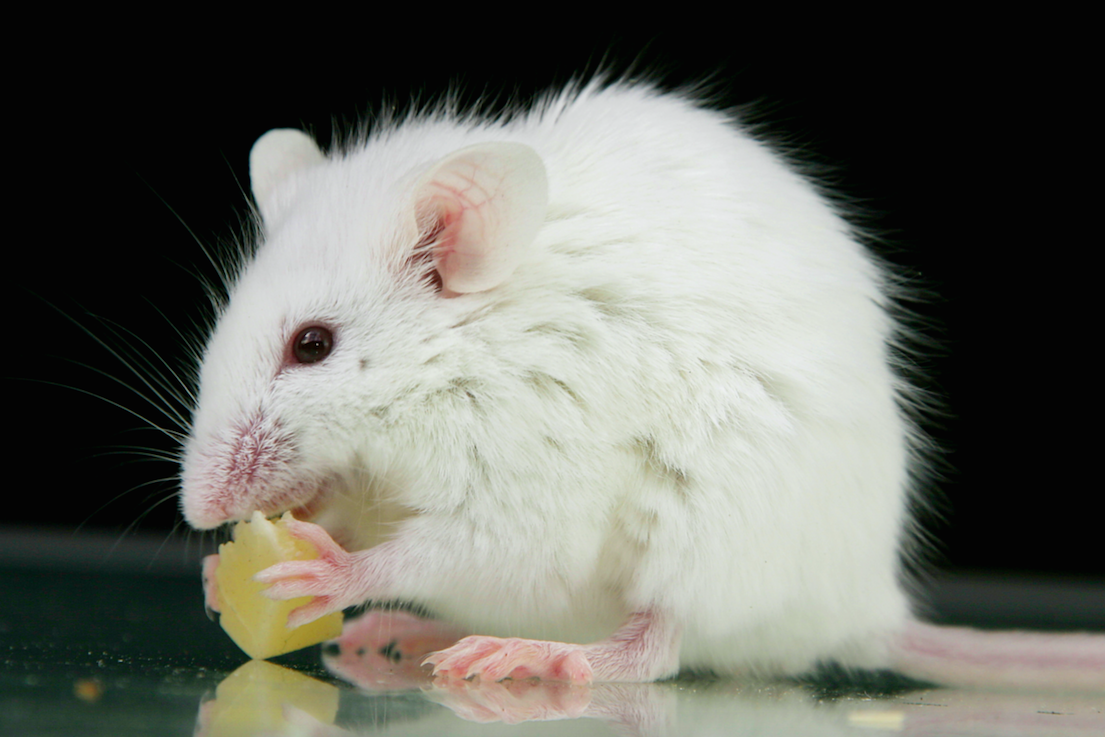 Police claimed mice eat their marijuana haul (Picture: Rex)