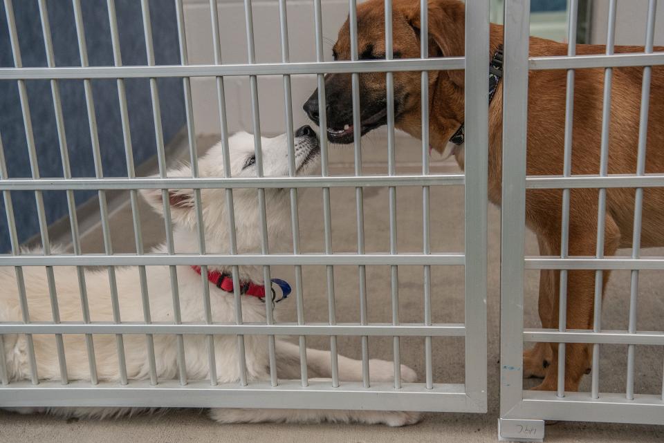 Puppies Max and Lady play in a holding area at the Larimer Humane Society in Loveland in 2019.