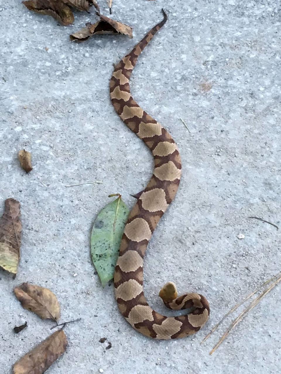A Copperhead snake on the Walnut Creek Greenway in Raleigh.