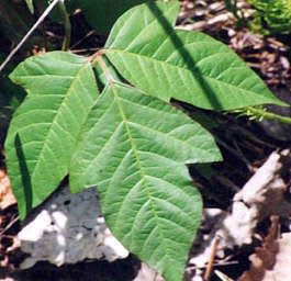 Poison ivy comes with a few different looks but the one steady rule is that the leaves are in groups of three.