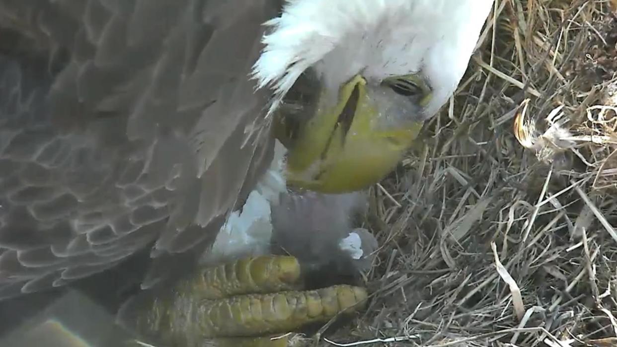 Baby Bald Eagles Beginning to Hatch Live on Camera
