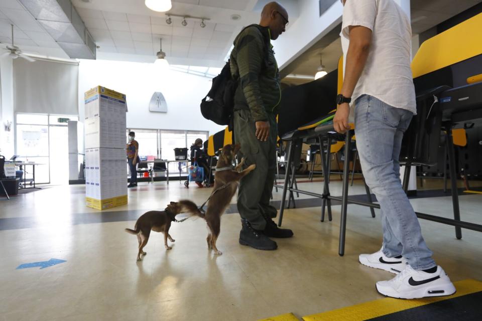 Pet dogs Zada and Kay wait for their human companion to vote at a community center.