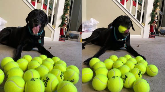 why do dogs love balls so much