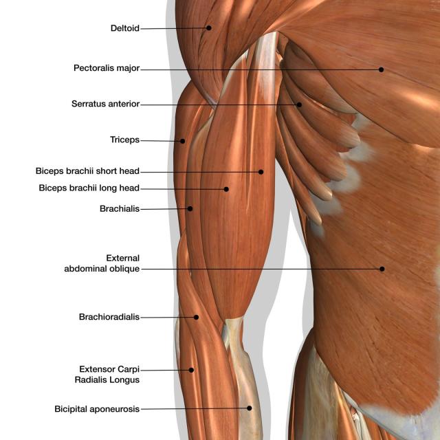 Power muscles of the male arm: deltoid (1), triceps brachii long (2)