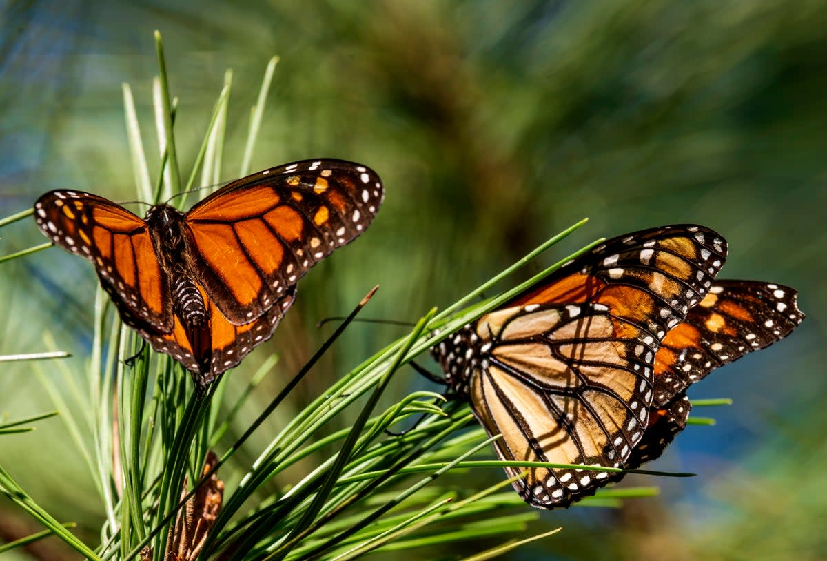 CALIFORNIA-MARIPOSAS MONARCA (AP)