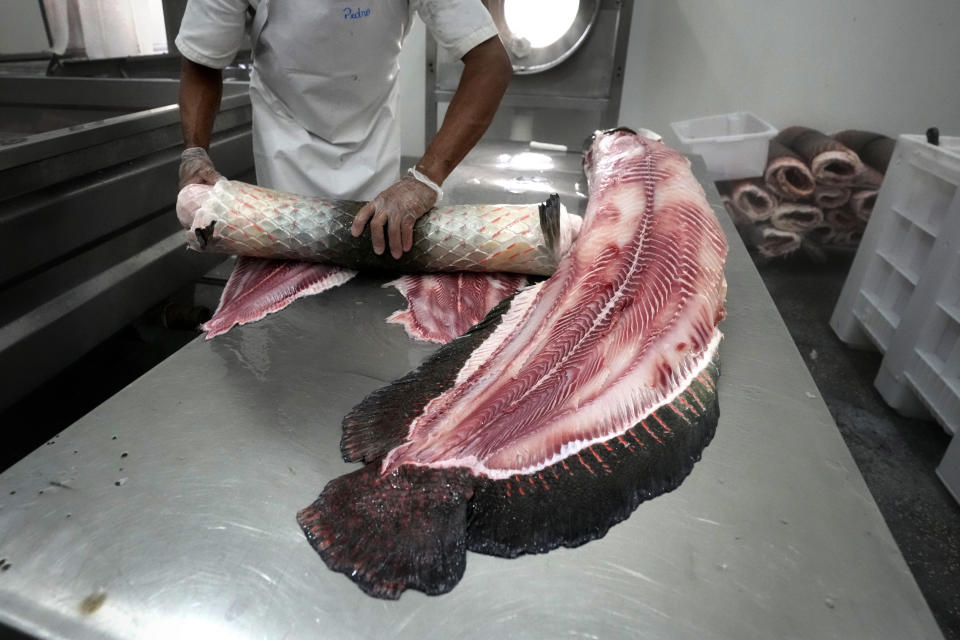 A man separates leather from the body of a pirarucu fish at an industrial refrigeration factory of Asproc, Association of Rural Producers of Carauari, Amazonia, Brazil, Wednesday, Aug. 31, 2022. The pirarucus are then taken from the lakes to a large boat by the Jurua River. There they are gutted, a task that is mostly done by women, and put on ice. (AP Photo/Jorge Saenz)