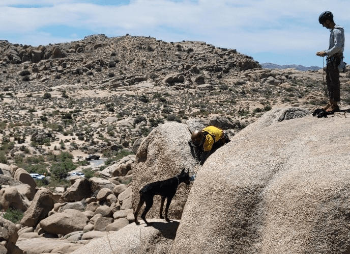 Search and Rescue crews in Joshua Tree National Park reach a dog who became lost while camping with his owner on June 15, 2024. (Riverside County Department of Animal Services)