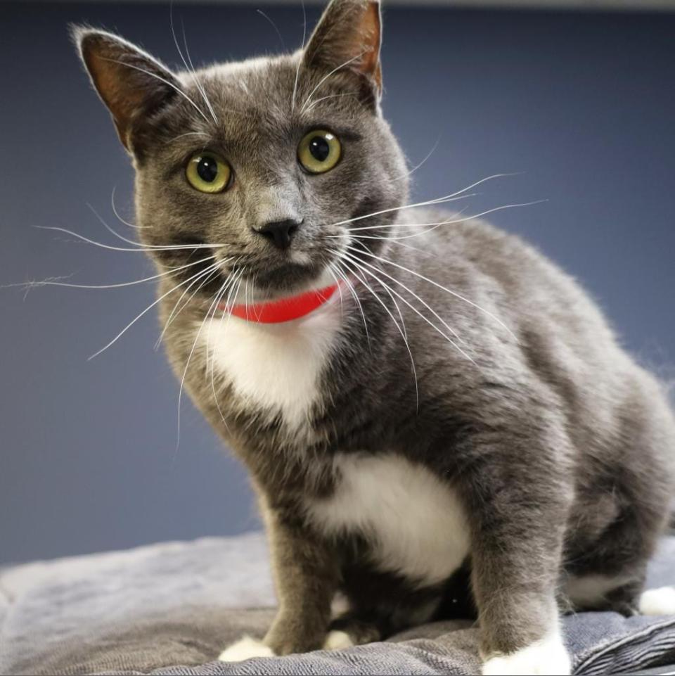 Cheesecake came to SPCA Florida as a stray and never had a home. Checked by doctors and found to be perfectly healthy, she now resides at the Orlando Cat Cafe. She’s very affectionate, loves to talk, and is playful. She also loves chicken.