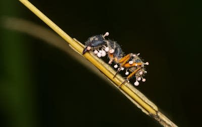El hongo ‘Ophiocordyceps unilateralis’ toma el control de las hormigas a las que infecta, que se vuelven ‘zombis’ <a href="https://www.shutterstock.com/es/image-photo/ophiocordyceps-genetically-related-fungus-kills-insects-2271390027" rel="nofollow noopener" target="_blank" data-ylk="slk:Paulo Cesar Ayres/Shutterstock;elm:context_link;itc:0;sec:content-canvas" class="link ">Paulo Cesar Ayres/Shutterstock</a>