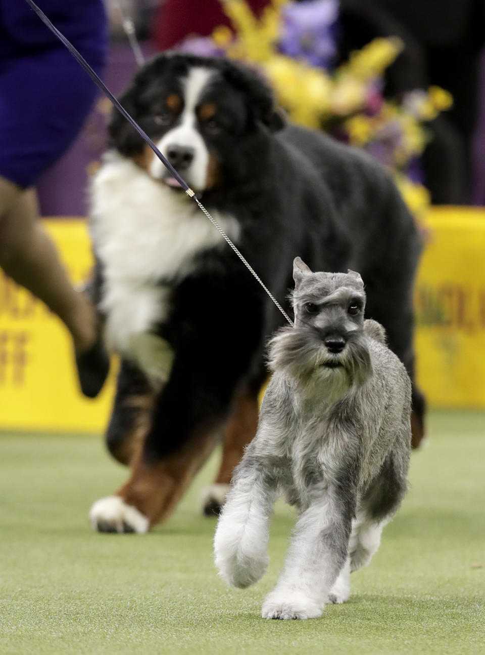 A standard schnauzer takes another lap around the ring during the working group competition at the 141st Westminster Kennel Club Dog Show, Tuesday, Feb. 14, 2017, in New York. (AP Photo/Julie Jacobson)