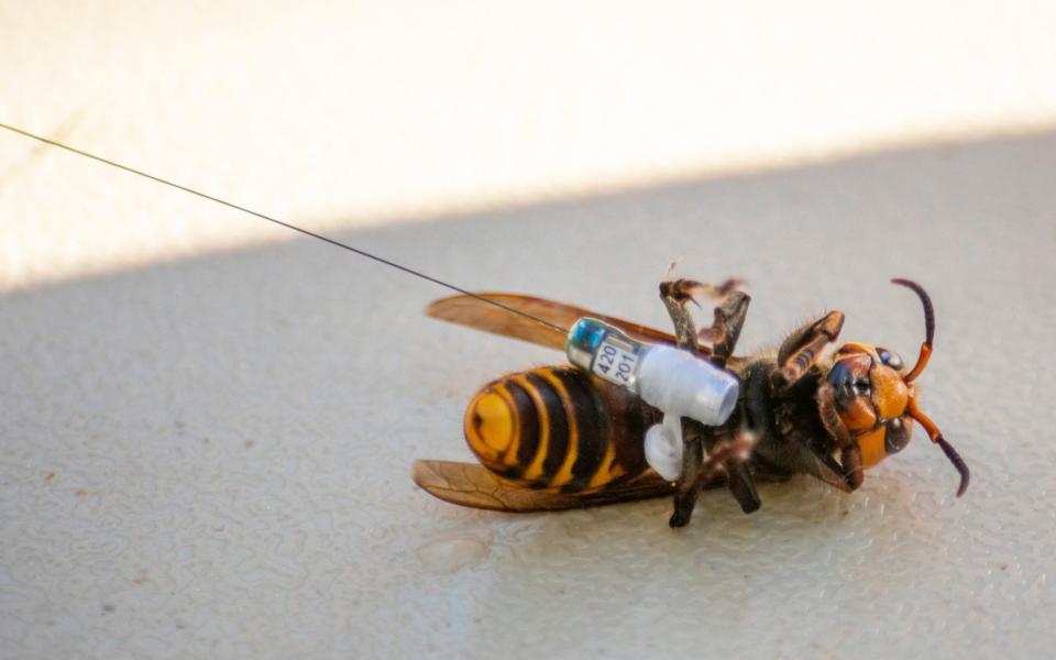 A hornet being fitted with a tracker. A few hornets can kill an entire nest of bees - AP