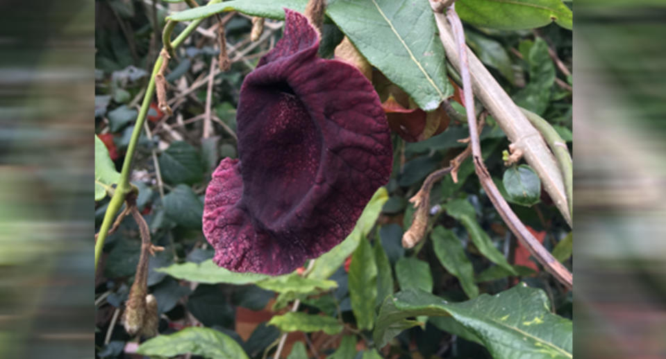 香港馬兜鈴（Aristolochia westlandii）