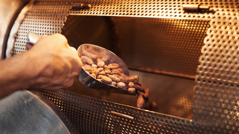 putting cocoa beans in roaster