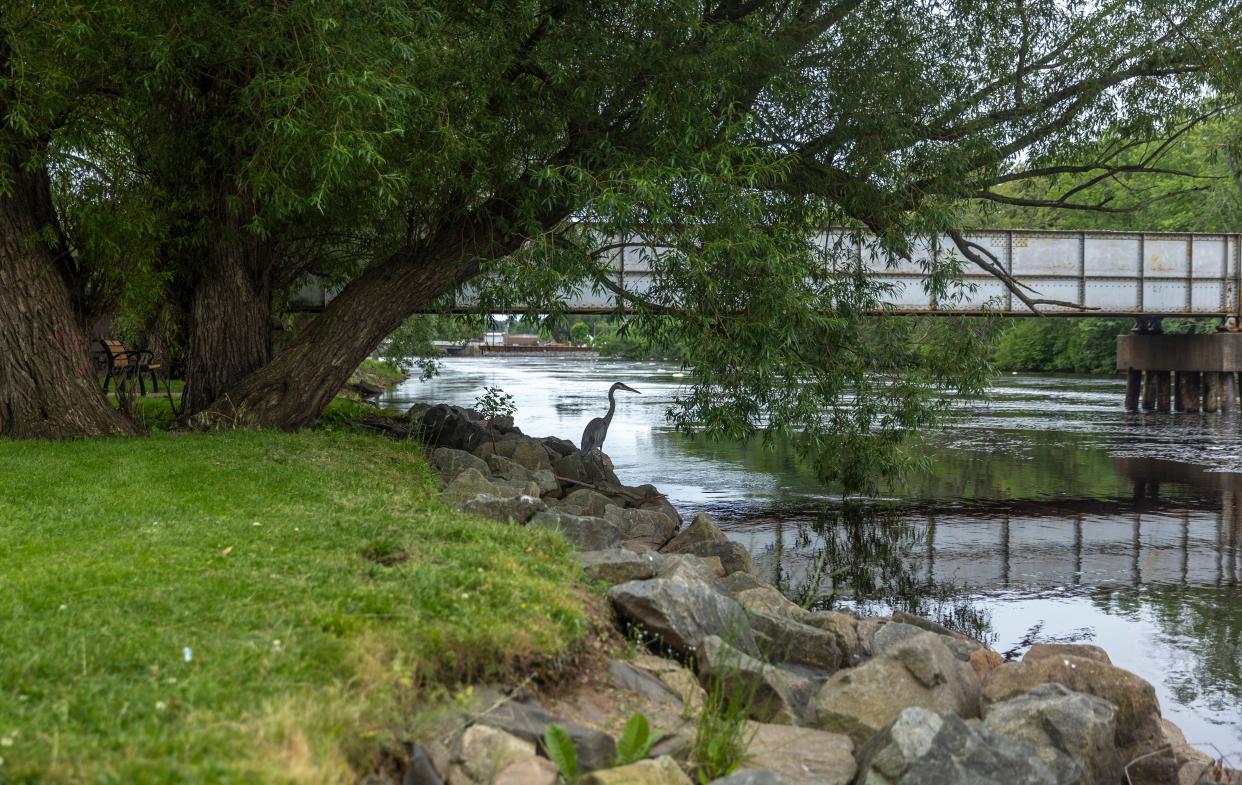 A great blue heron stands on the banks the Wisconsin River at the Great Pinery Heritage Waterway Oak Island Park Landing in Wausau on June 20, 2024.