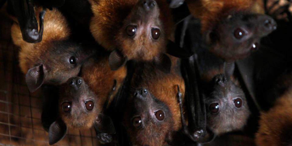 fruit bats