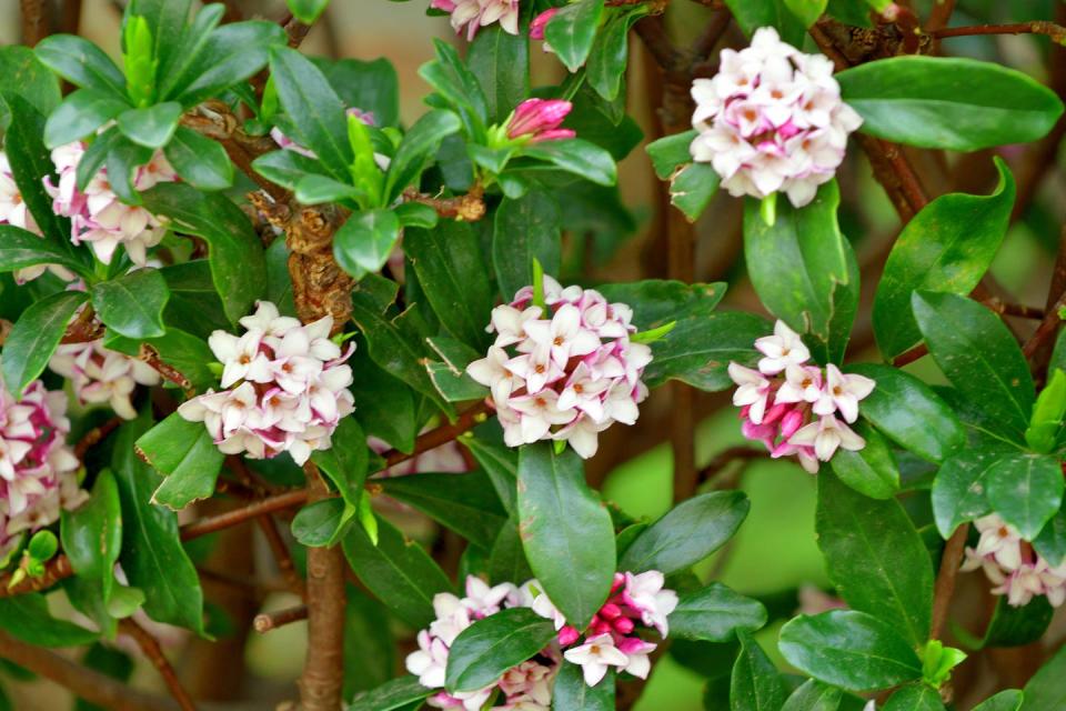 daphne odona shrub loved for strong scent and evergreen foliage