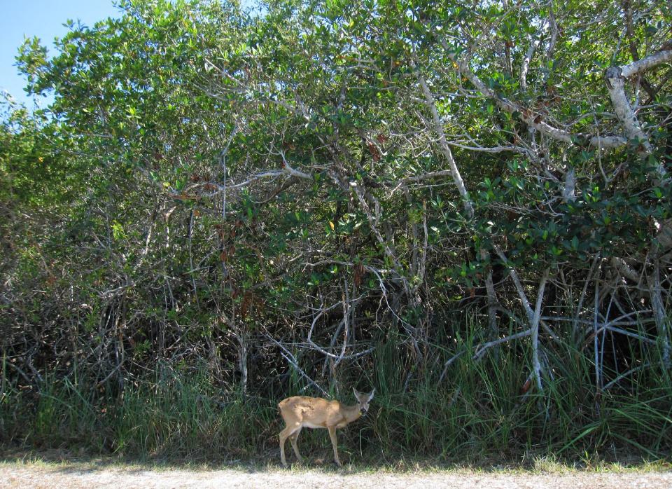 This February 2013 photo shows a Key deer in the National Key Deer Refuge in the Florida Keys. It’s not unusual to spot the tiny animals with white tails by the side of the road or wandering on trails in the 8,000-acre National Key Deer Refuge in the vicinity of Big Pine and No Name Keys. The animals are endangered species. (AP Photo/Beth J. Harpaz)