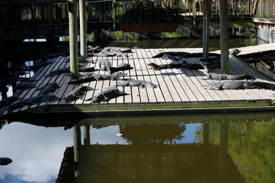 Alligators sit on a dock platform to take in some sun at Gatorland in Orlando, Florida on June 25, 2024.