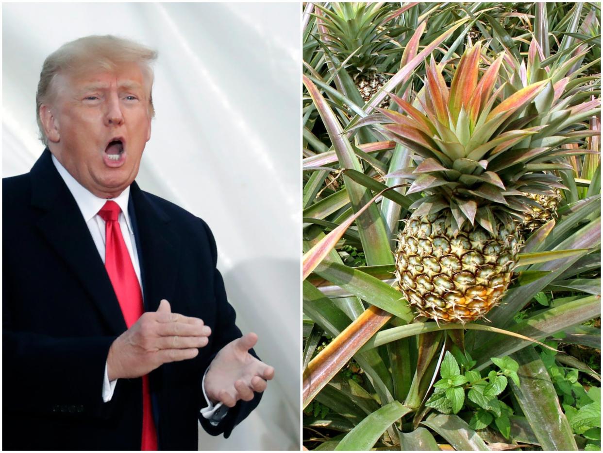 Former President Donald Trump speaks at a rally in Wellingnton, Ohio on June 26, 2021. Right, a pineapple.