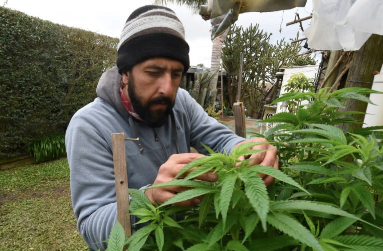 Grower Federico Corbo says authorities should do more to ensure pharmacies offer better quality cannabis