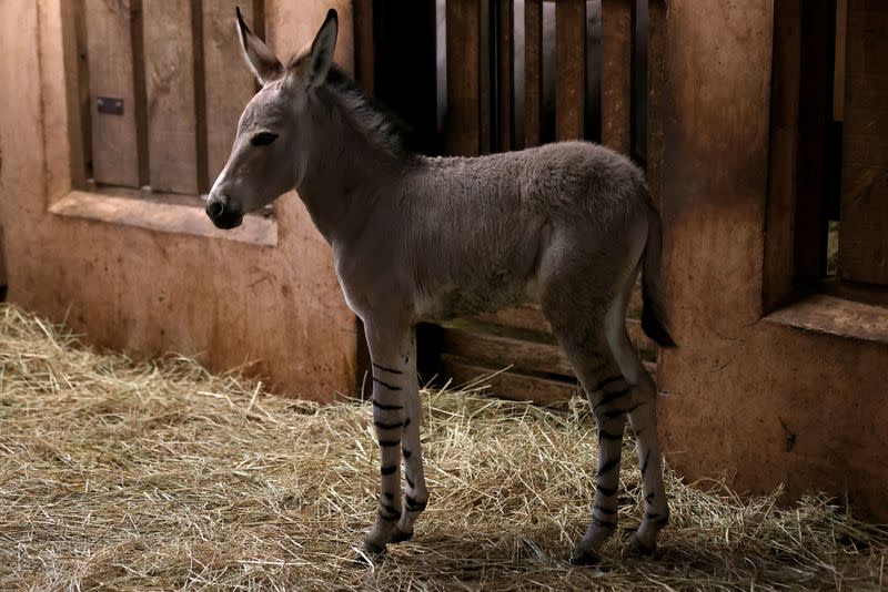 Chilean zoo introduces African Somali wild foal