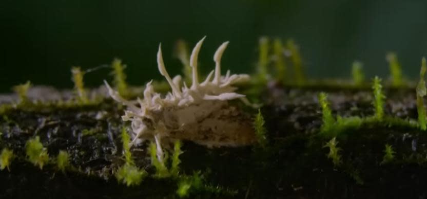 Cordyceps luego de apoderarse completamente de una hormiga