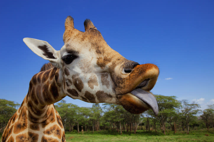 a giraffe sticking it's tongue out