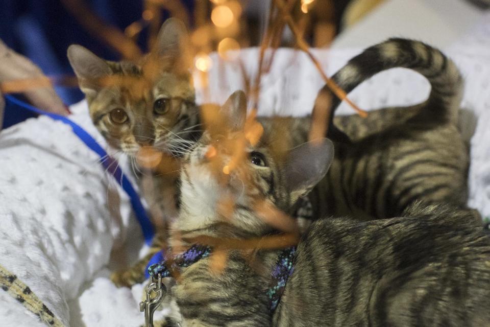 Toyger cats Blaze of Thunder, foreground, and Blaze of Lightning, from Orange County, N.Y., play with a toy during the meet the breeds companion event to the Westminster Kennel Club Dog Show, Saturday, Feb. 11, 2017, in New York. (AP Photo/Mary Altaffer)