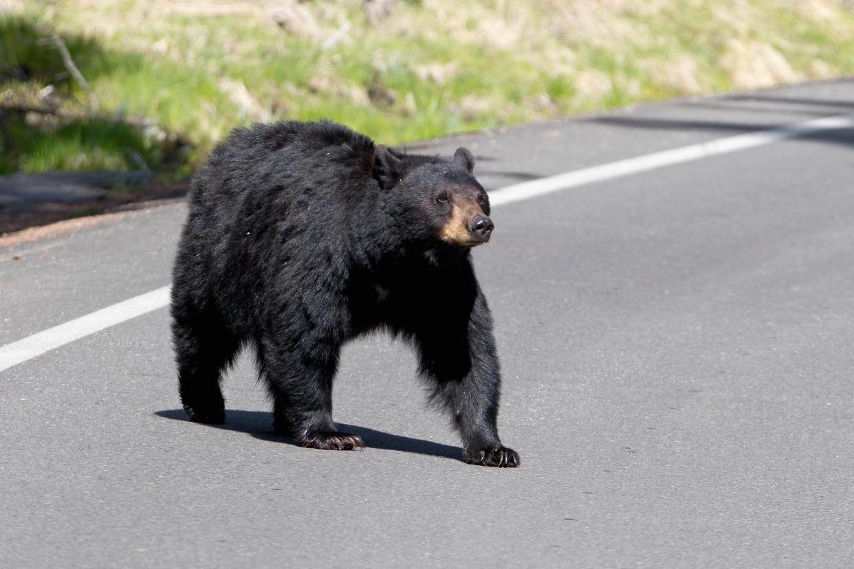 Black Bear