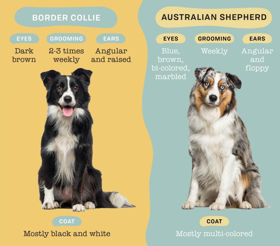 border collie versus australian shepherd infographic