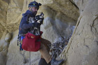 Ecologist Bryan Bedrosian with the Teton Raptor Center prepares to return a young golden eagle to its nest after banding the bird for future tracking as part of a long-term population study of the species, on Wednesday, June 15, 2022 near Cody, Wyo. Bedrosian says combined eagle deaths from wind farms illegal shootings, vehicle collisions and lead poisoning threaten to push the species into decline if more isn't done to address those problems. (AP Photo/Matthew Brown)