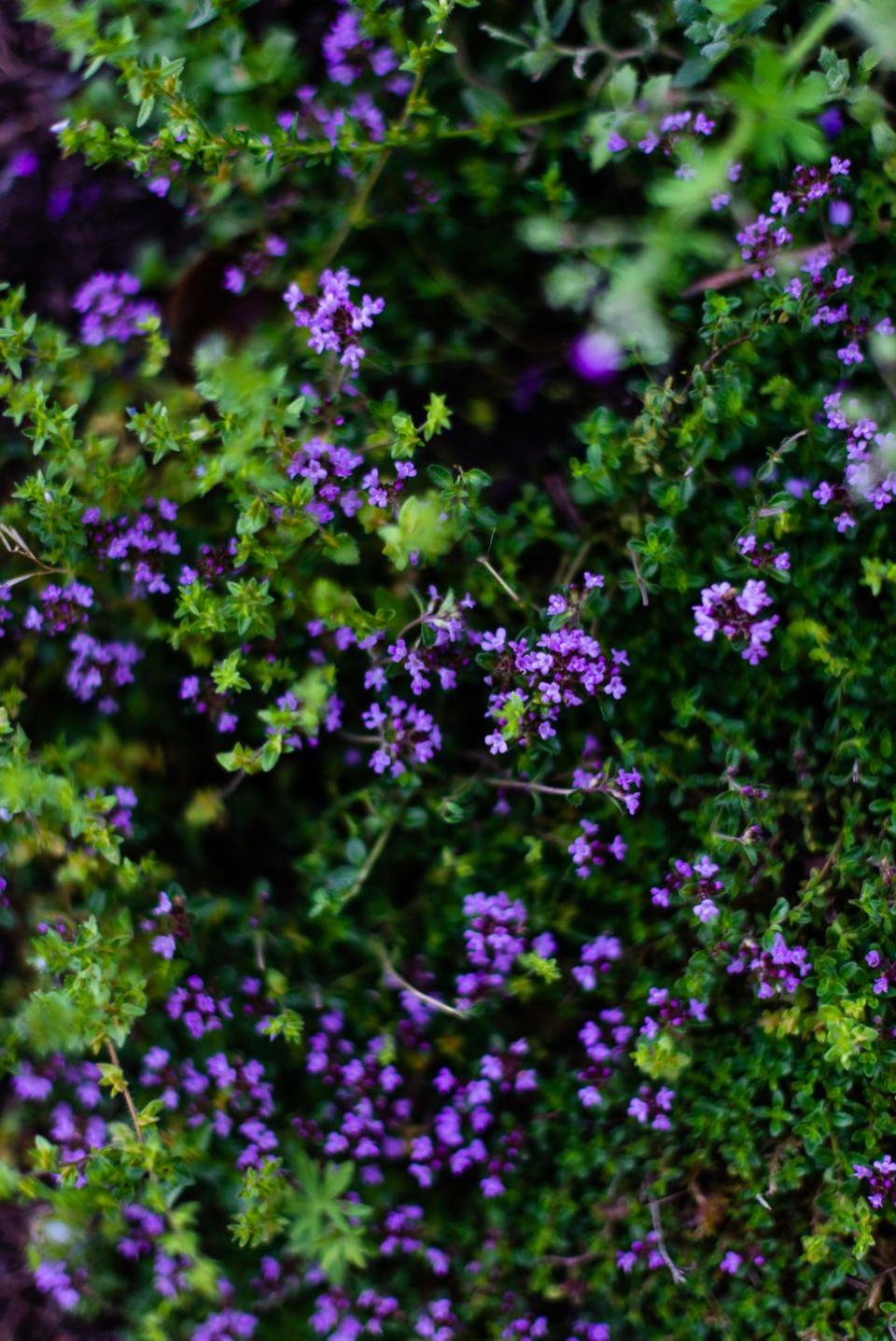 <p>Thyme is a fast-grower, which boasts tiny purple, pink or white flowers in spring. Pollinators love it! Use it to edge beds or interplant with other herbs, edibles, and ornamentals. It's used in chowders, poultry dishes, and pasta dishes and sauces.</p><p><a class="link " href="https://go.redirectingat.com?id=74968X1596630&url=https%3A%2F%2Fwww.burpee.com%2Fthyme-orangelo-prod500751.html&sref=https%3A%2F%2Fwww.veranda.com%2Foutdoor-garden%2Fg35122682%2Fperennial-herbs%2F" rel="nofollow noopener" target="_blank" data-ylk="slk:SHOP THYME PLANTS;elm:context_link;itc:0;sec:content-canvas">SHOP THYME PLANTS</a></p>