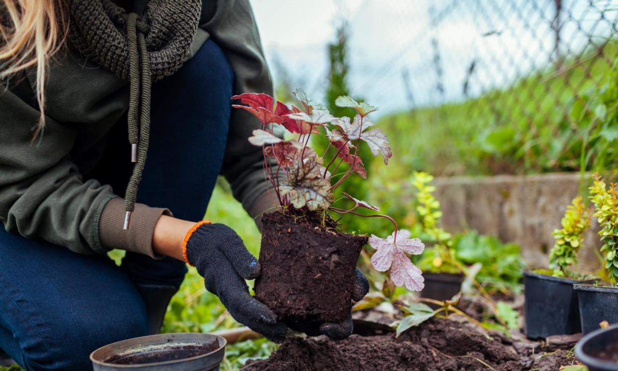 <span>Autumn is a great time for planting out, once you’ve planned out your borders.</span><span>Photograph: Mariia Boiko/Shutterstock</span>