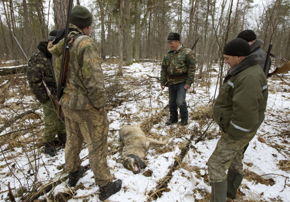 Men stand by a wolf killed in a forest after hunting for wolves near the 30 km (18 miles) exclusion zone around the Chernobyl nuclear reactor near the village of Demidov, about 370 km (217 miles) southeast of Minsk March 20, 2011. Despite radiation, wildlife in and around the exclusion zone has been teeming since people left the area around Chernobyl after the 1986 nuclear disaster. Wolves, foxes and racoon dogs can be hunted all year around as they are not wanted in Belarus, the keepers said.   REUTERS/Vasily Fedosenko (BELARUS - Tags: DISASTER ANIMALS ENVIRONMENT)