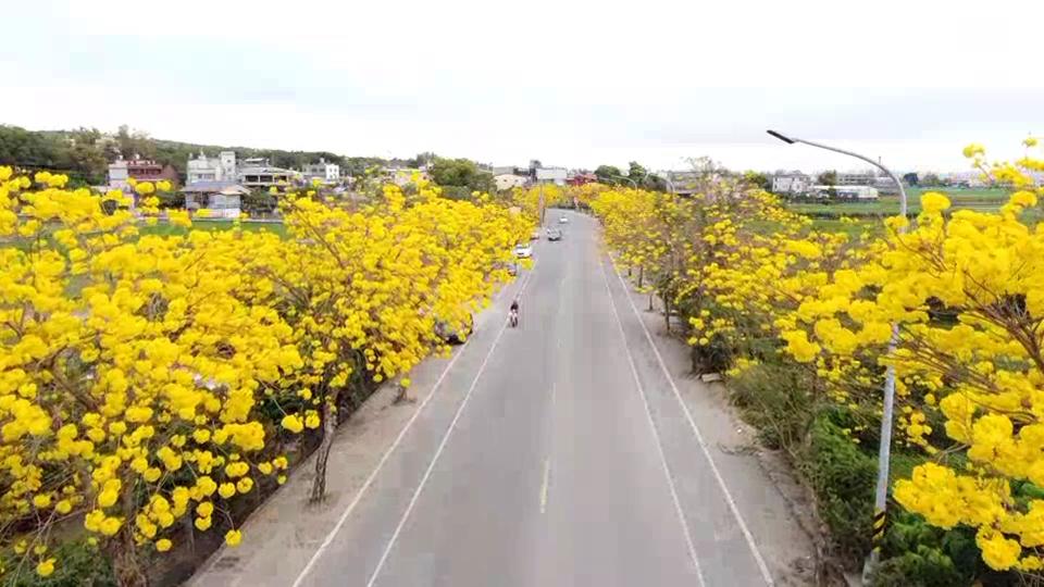 ▲芬園鄉彰南路長達5公里的黃花風鈴木正怒放，綿延數公里的「風鈴」花飄逸，滿樹金黃吸引爆滿遊客賞花。（圖／記者陳雅芳攝，2020.03.06）