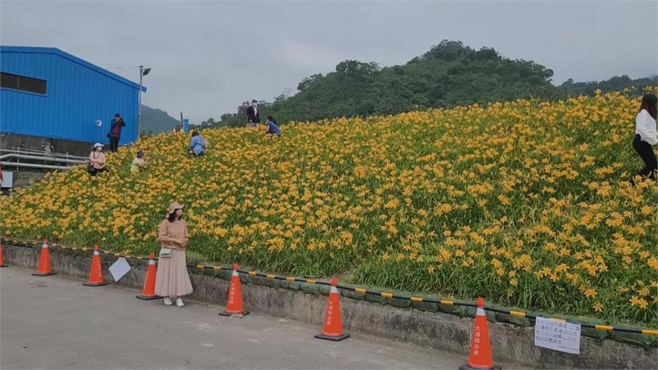 母親節賞花趣　苗栗、雲林秘境賞金針花、百合花