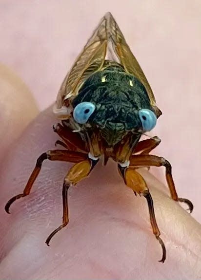 Kelly Simkins captured a picture of a rare, blue-eyed cicada that emerged in Orland Park, Illinois on Monday, May 20.