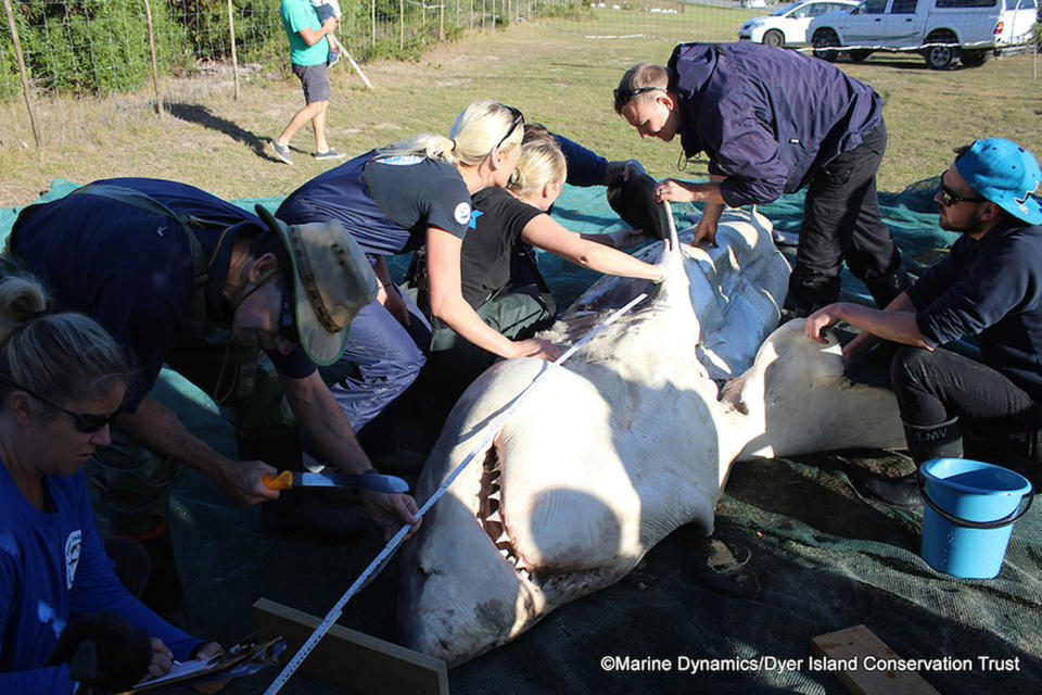 4 Dead, Liverless Sharks Wash Ashore in Weird Whodunit