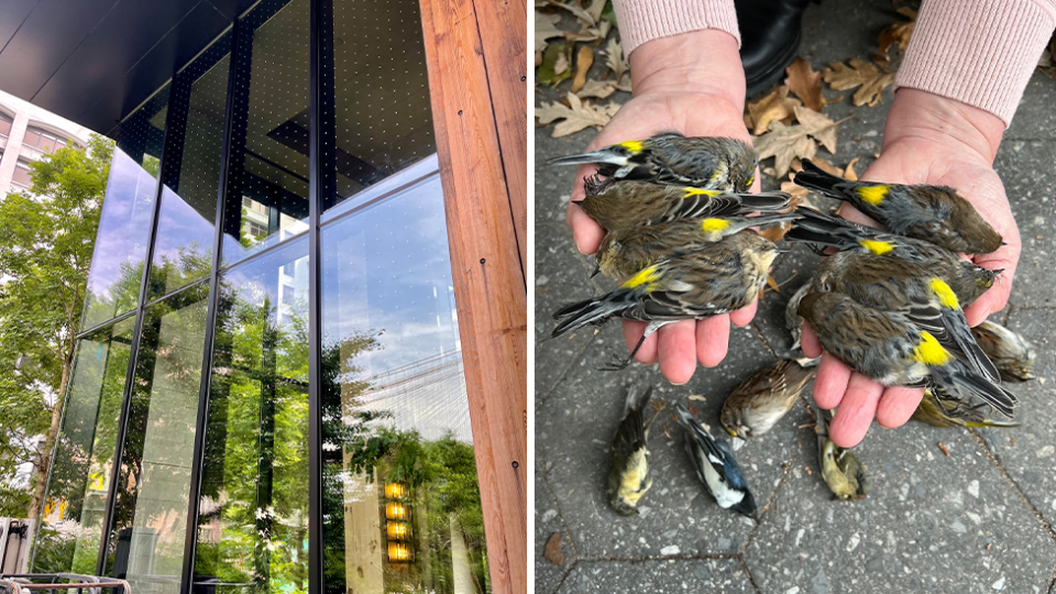 Bird-friendly glass is now mandated on New York City buildings. Source: Melissa Breyer/NYC Audubon