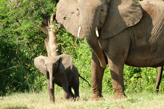 Savannah elephants in Uganda, Africa.