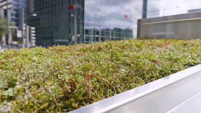 Plants on the green roof of the transit accommodation. (CNW Group/École de Technologie Supérieure)